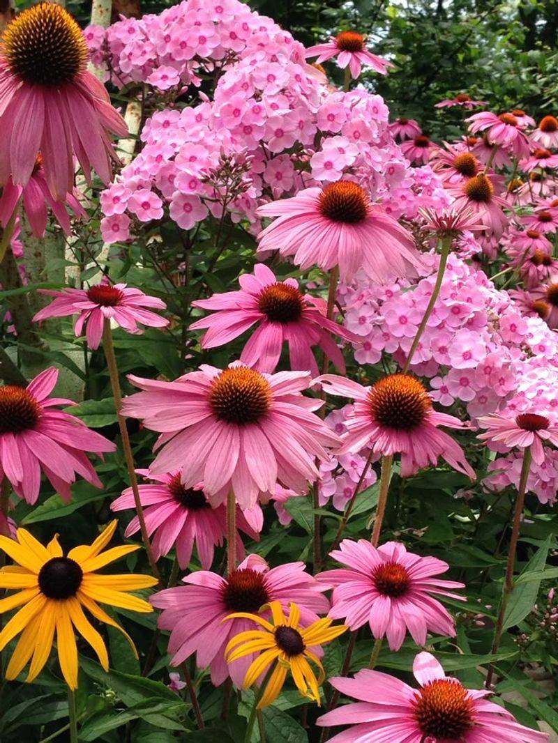 Coneflowers