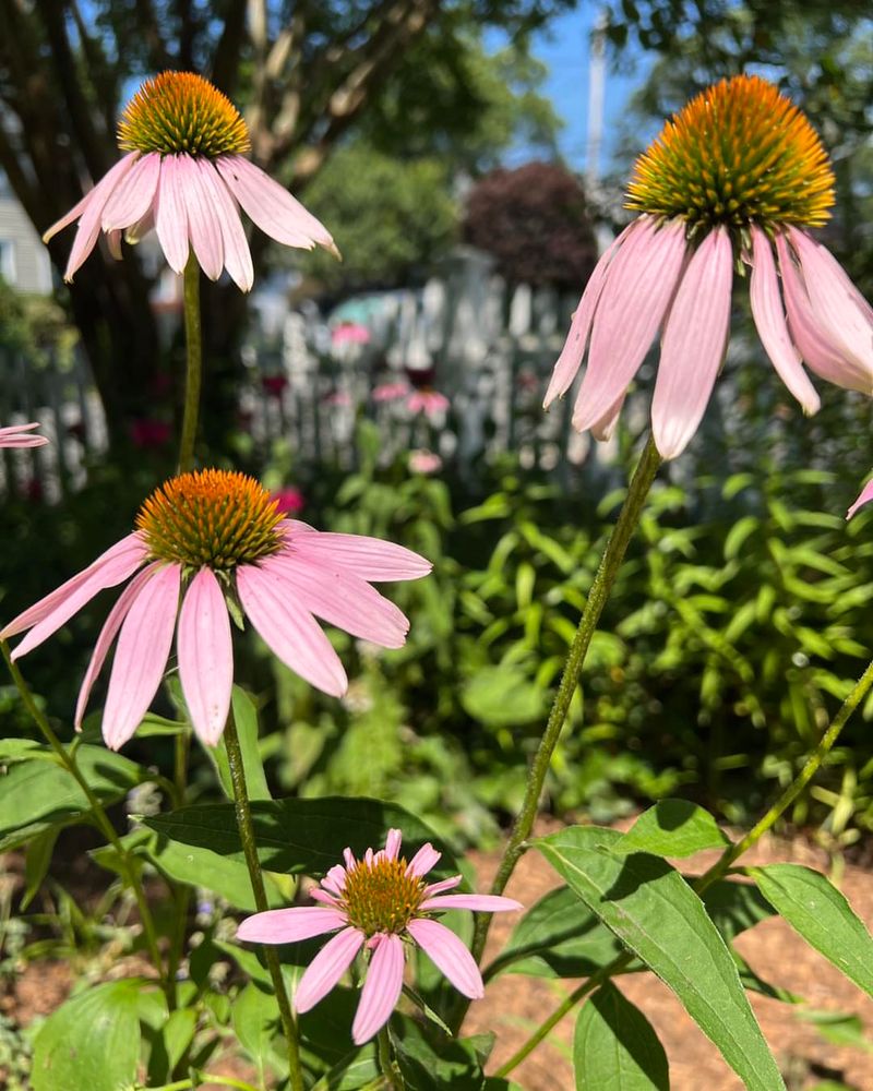 Coneflowers