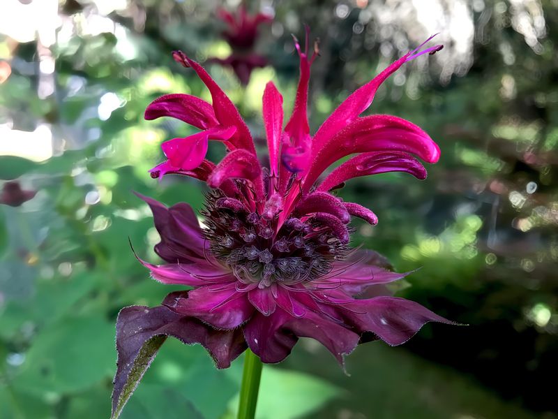 Bee Balm (Monarda)