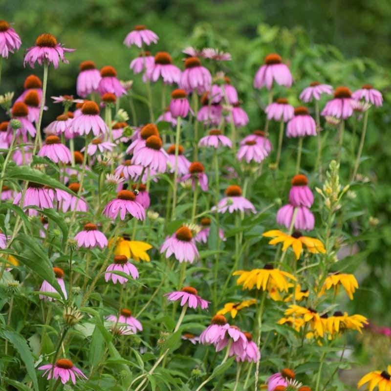 Coneflowers and Black-eyed Susans