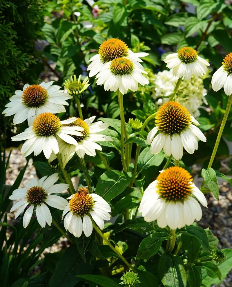 Coneflowers