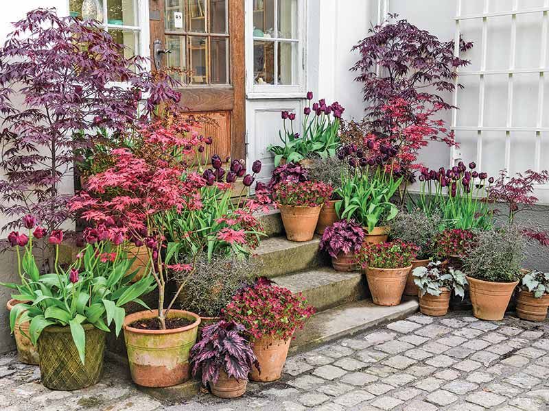 Container Gardens