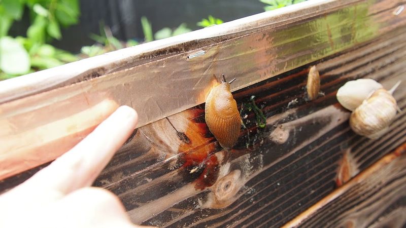 Copper Tape for Slugs