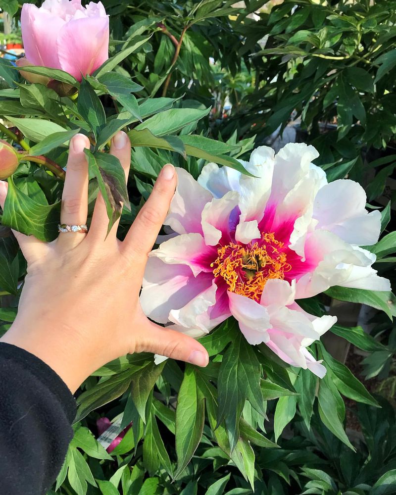 Cora Louise Peony