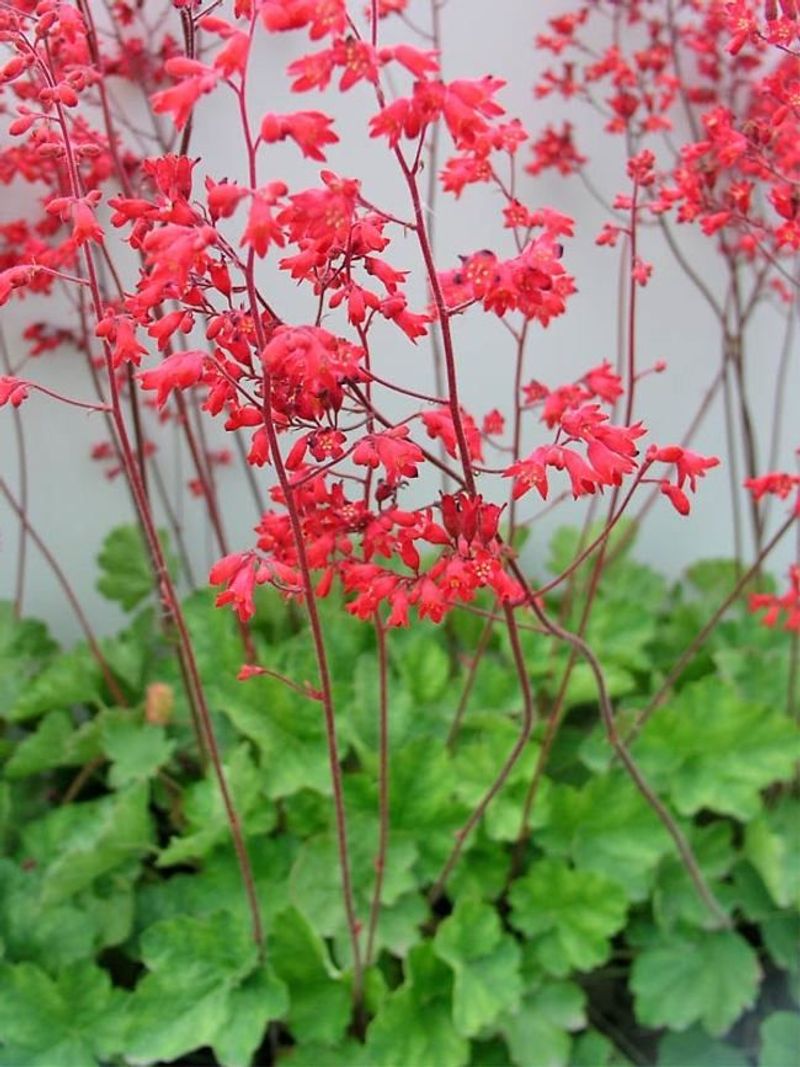 Coral Bells