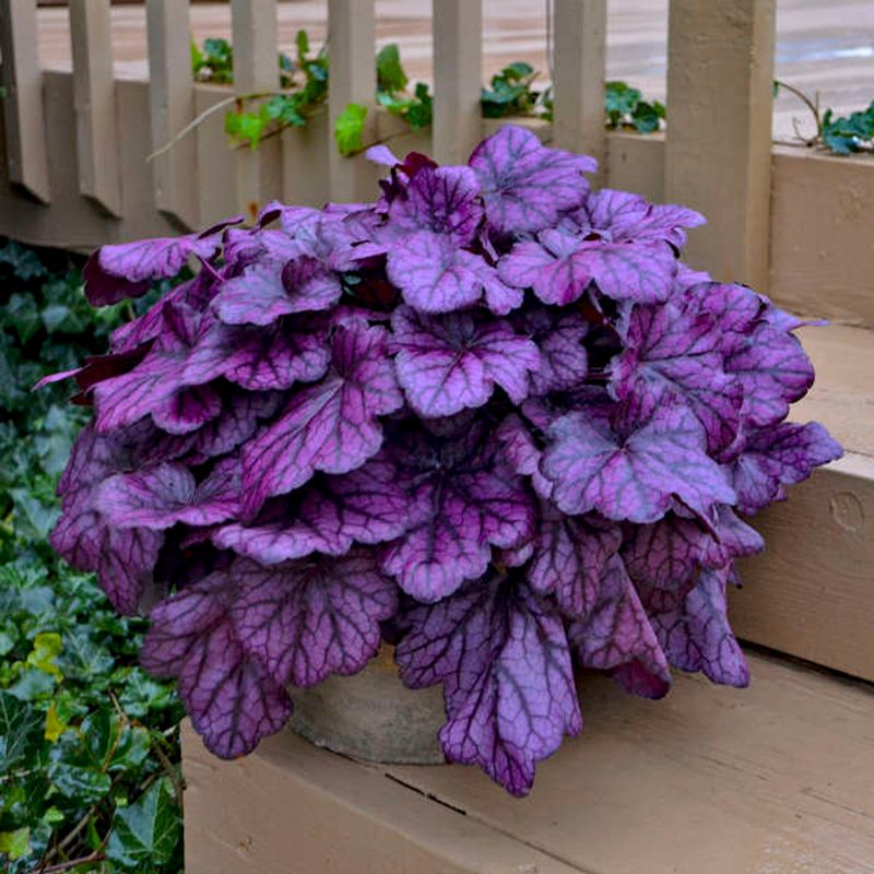 Coral Bells