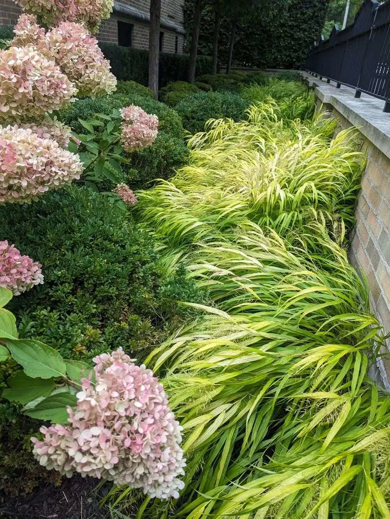Japanese Forest Grass (Hakonechloa)