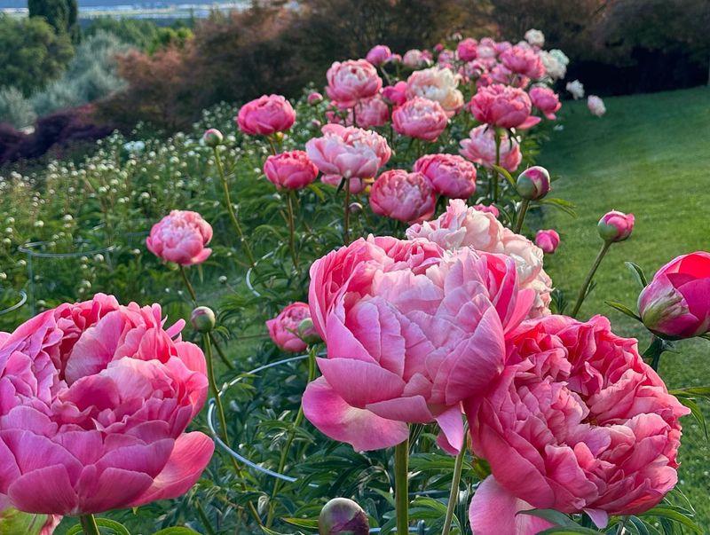 Coral Charm Peony