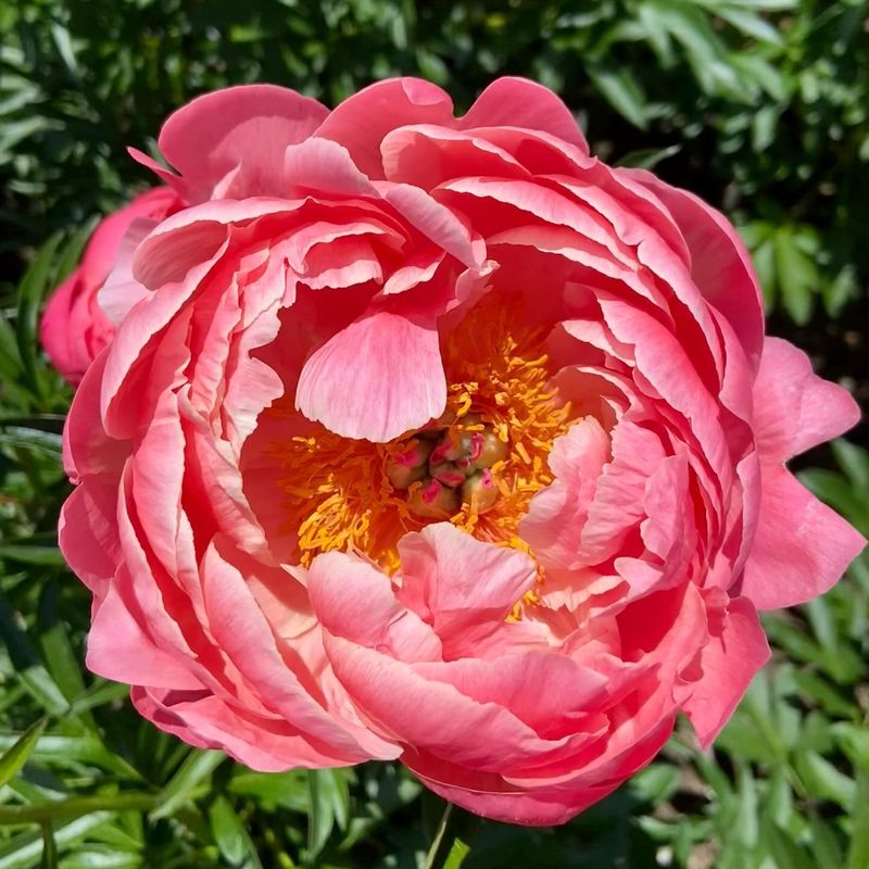 Coral Charm