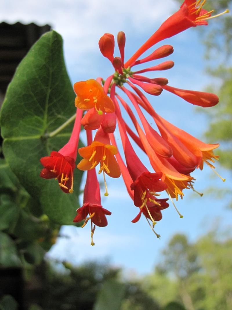 Coral Honeysuckle