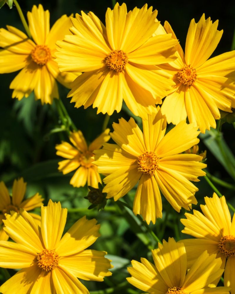 Coreopsis