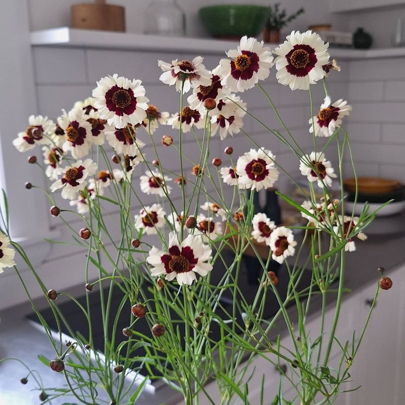 Coreopsis