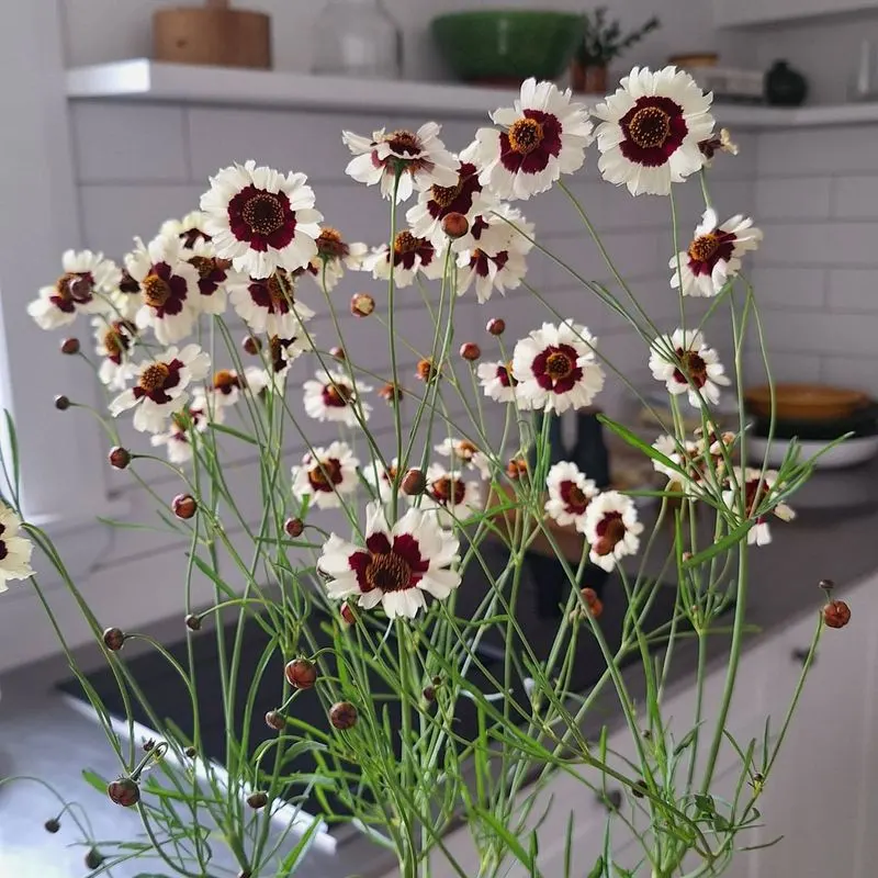 Coreopsis
