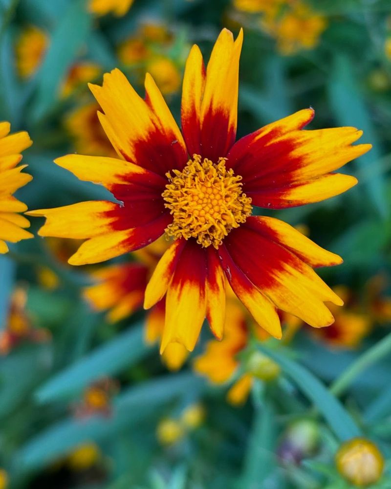 Coreopsis