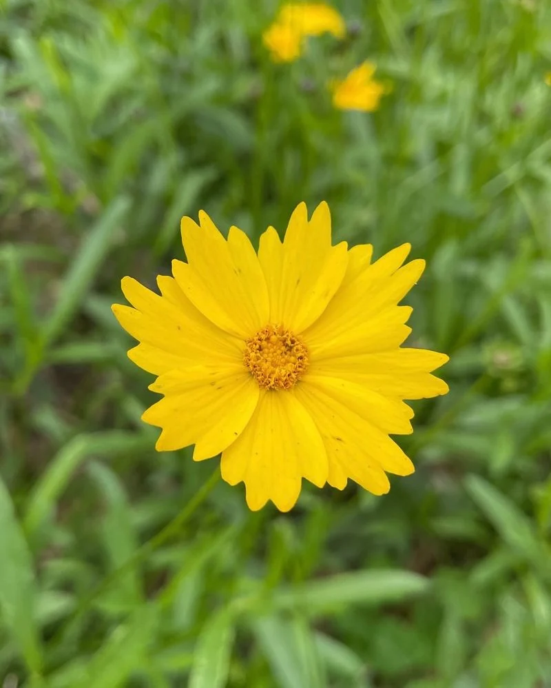 Coreopsis