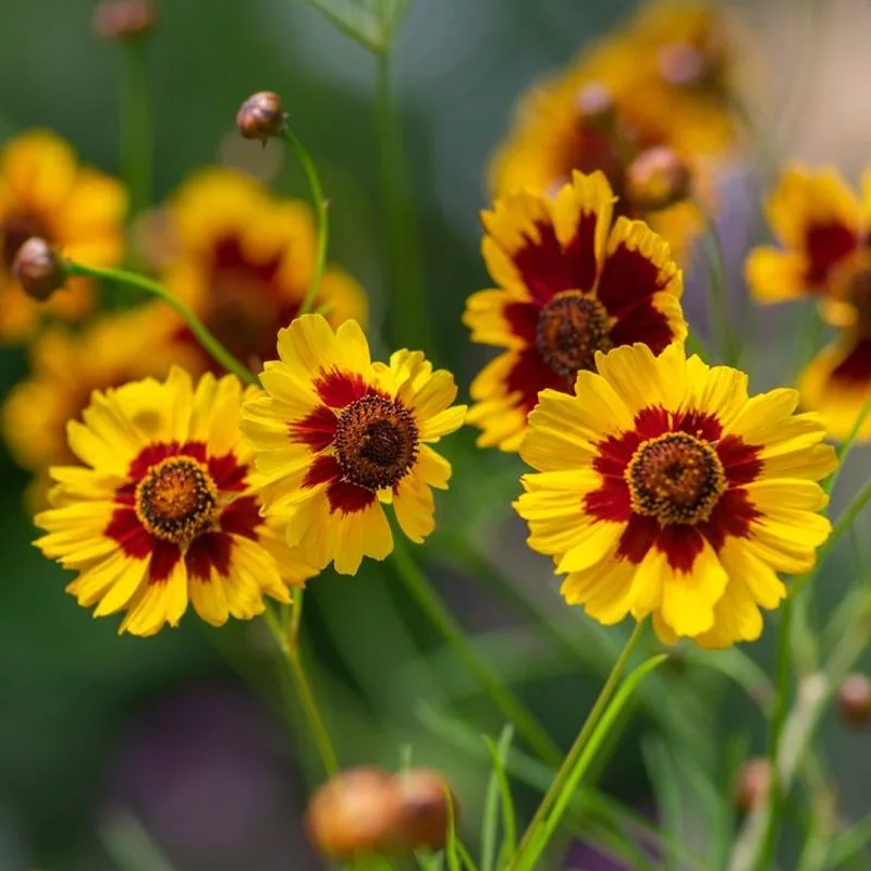 Coreopsis