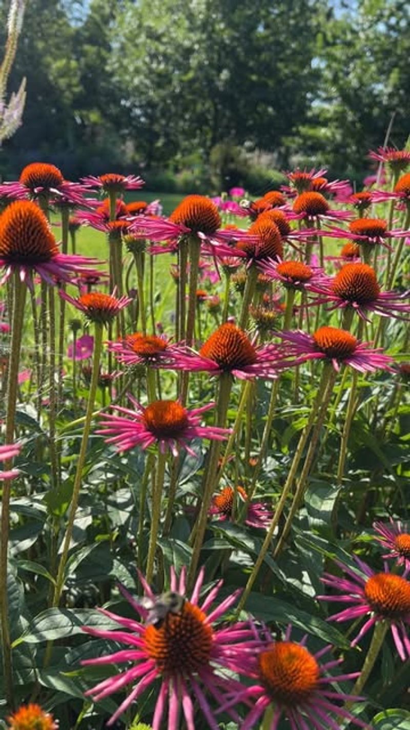 Coneflower (Echinacea)
