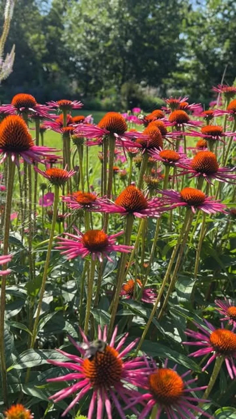 Coneflower (Echinacea)
