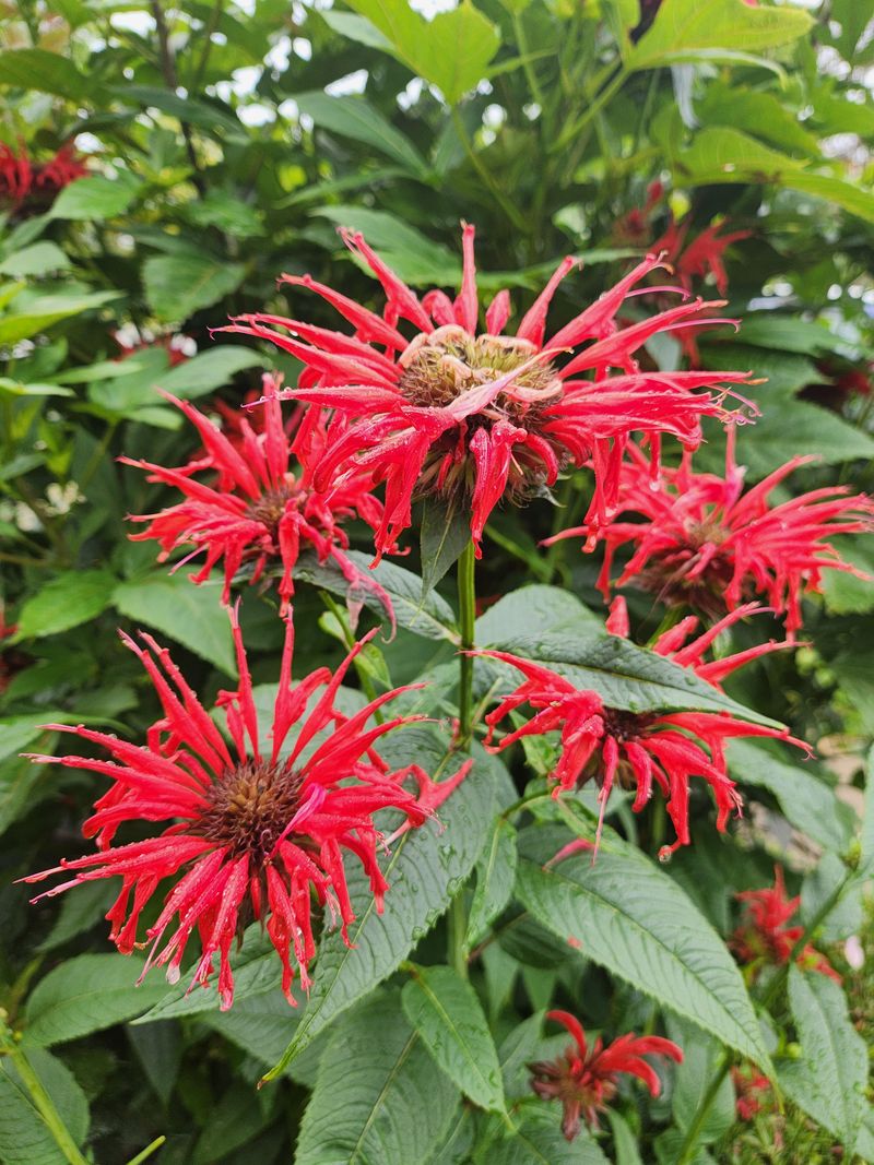 Bee Balm (Monarda)