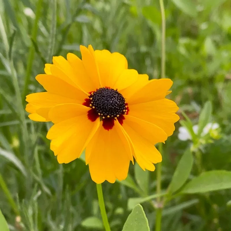 Coreopsis