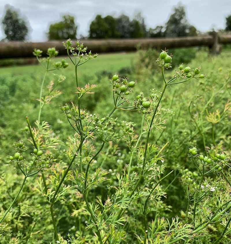 Coriander
