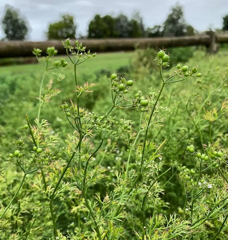 Coriander