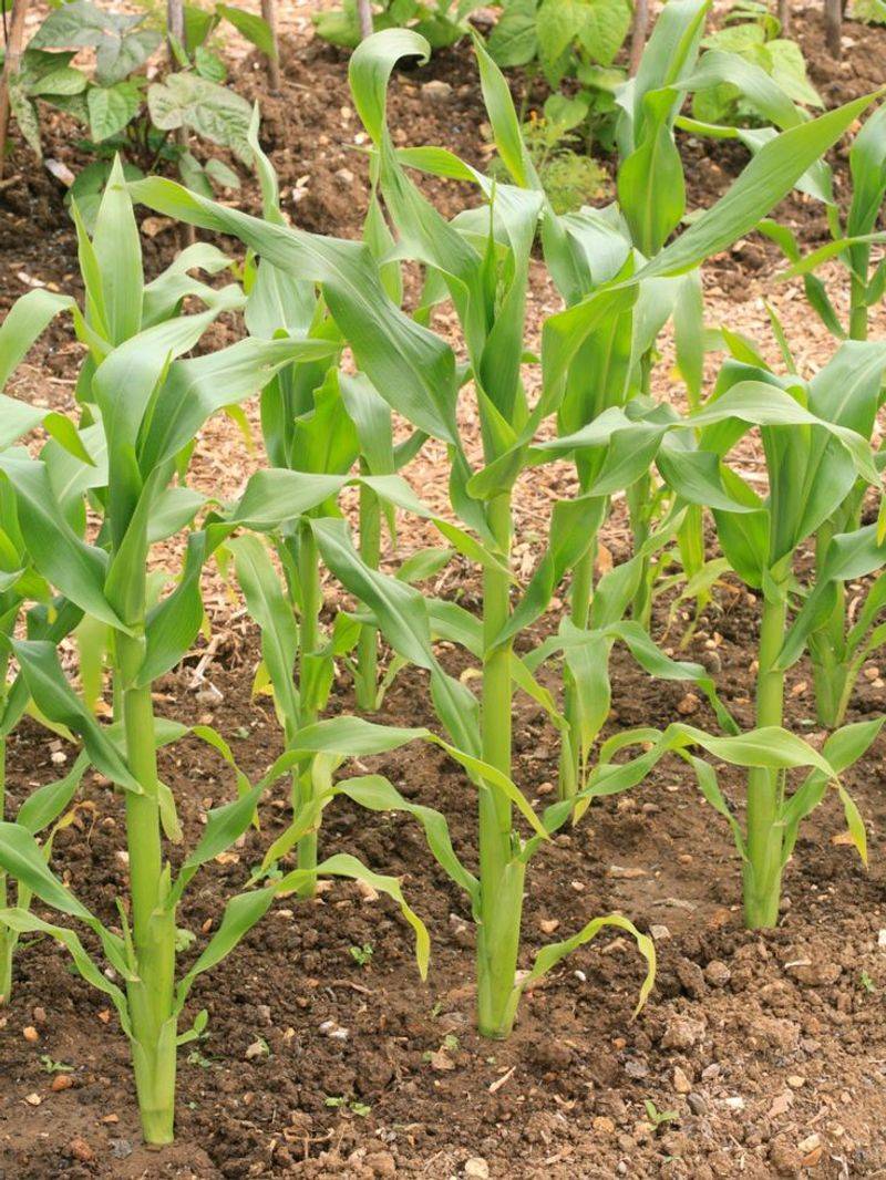 Corn