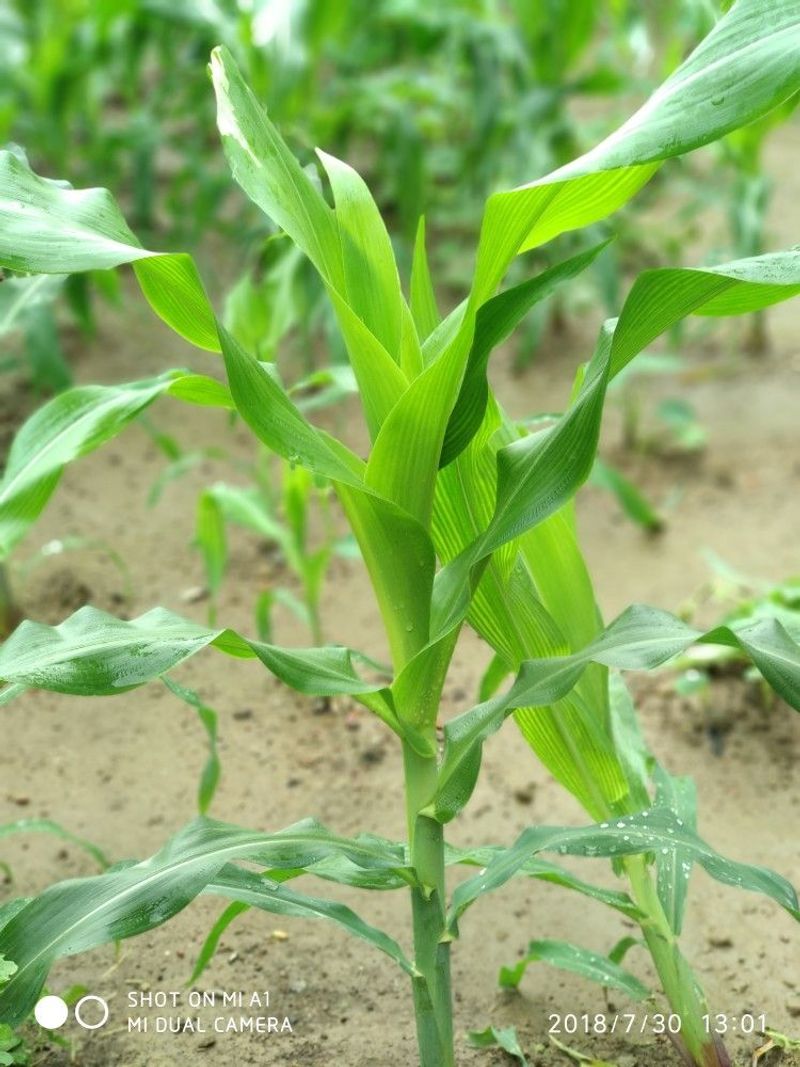 Corn