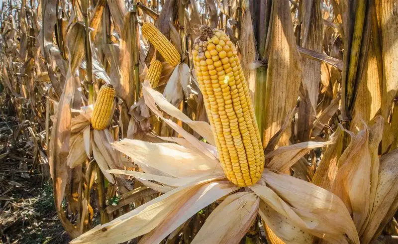 Corn