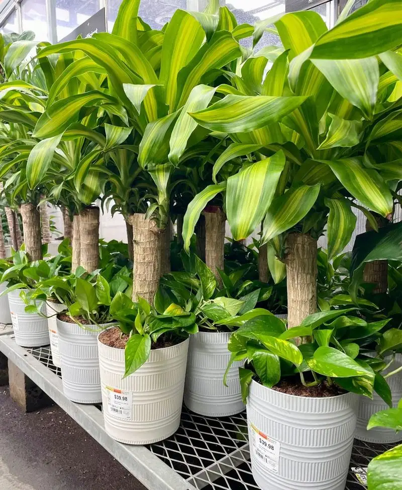 Corn Plant