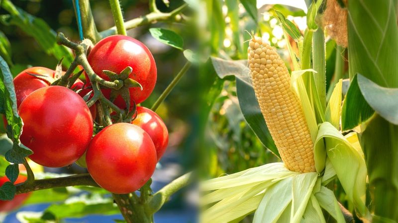 Corn & Tomatoes