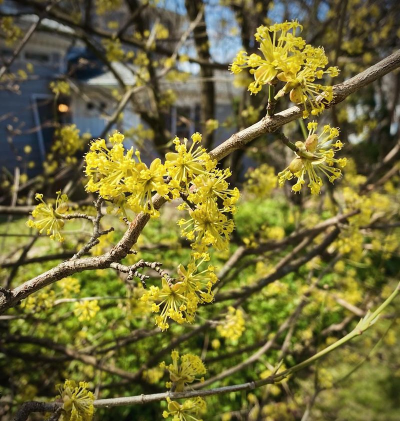 Cornelian Cherry