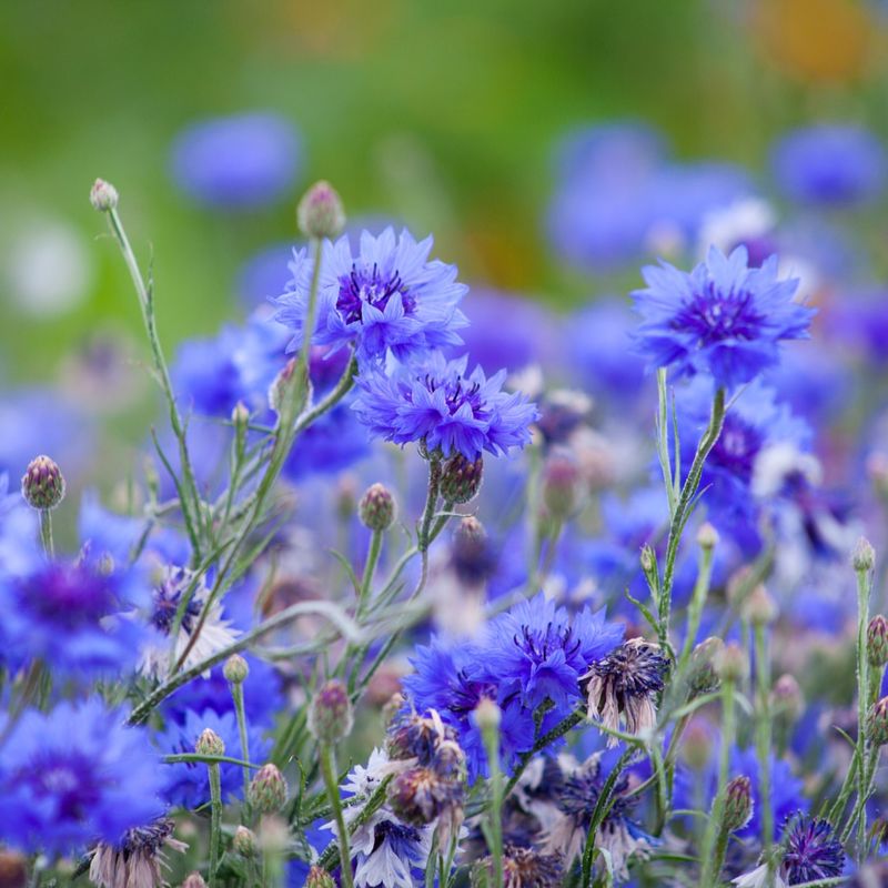 Cornflowers