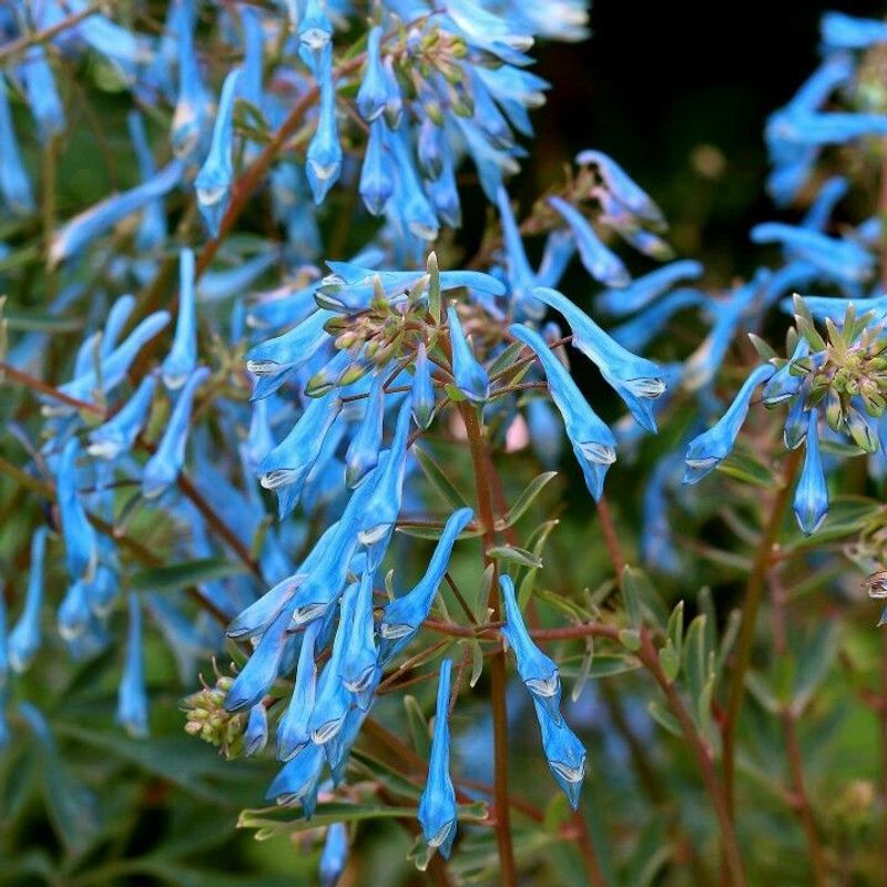 Corydalis
