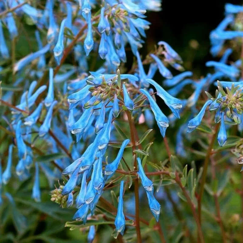 Corydalis