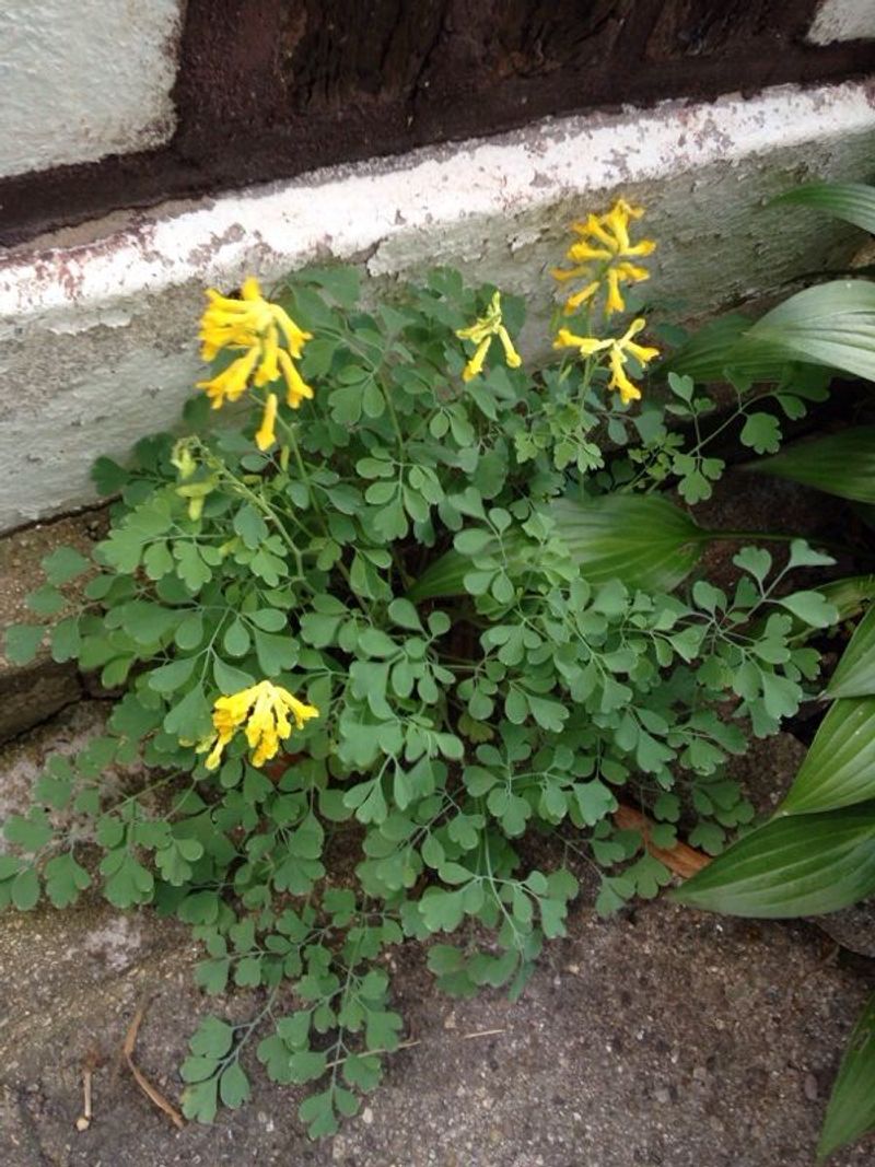 Corydalis