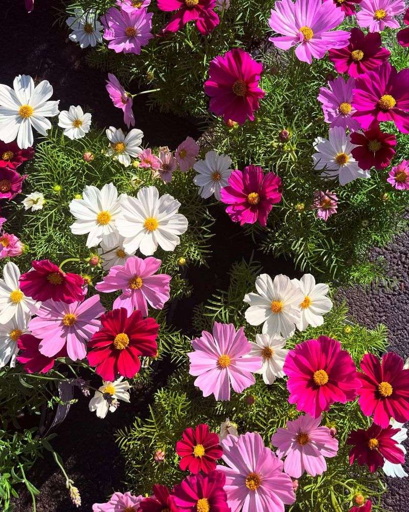 Cosmos