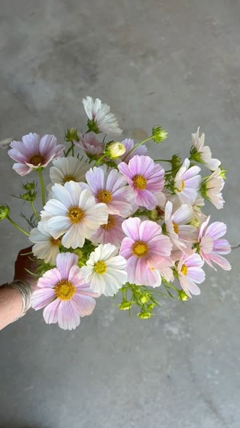 Cosmos