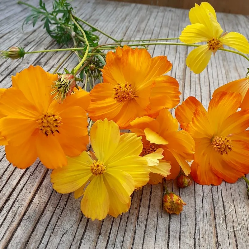 Cosmos