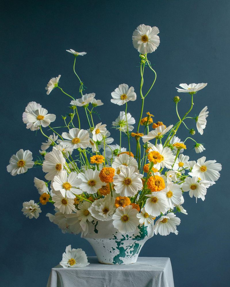 Cosmos