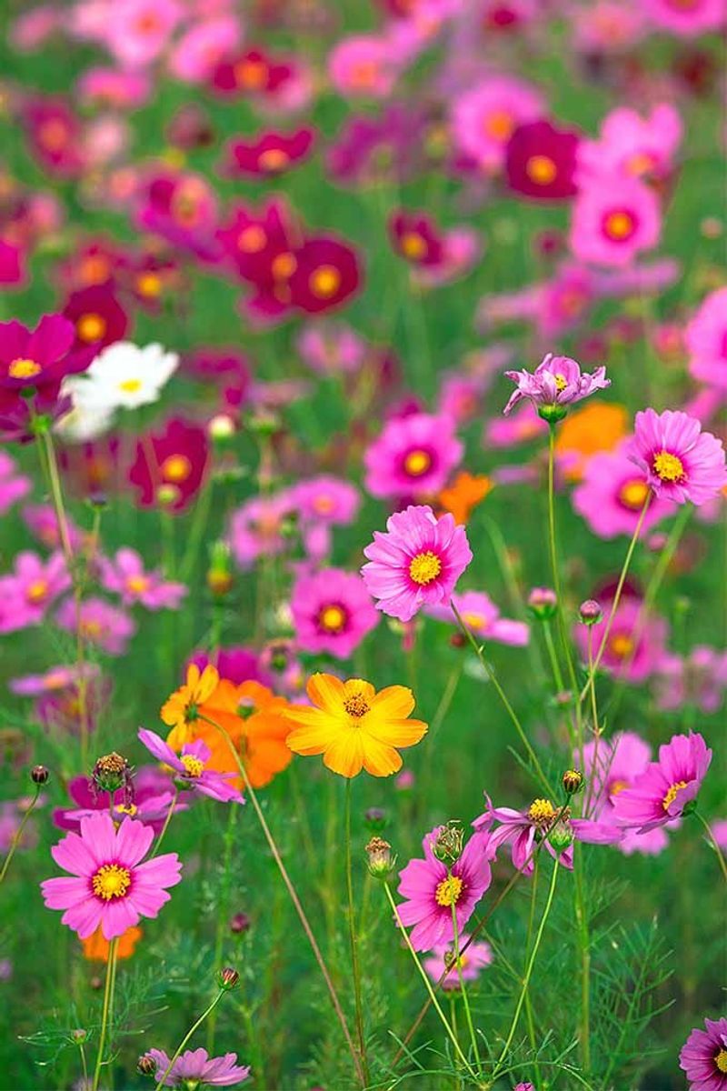 Cosmos