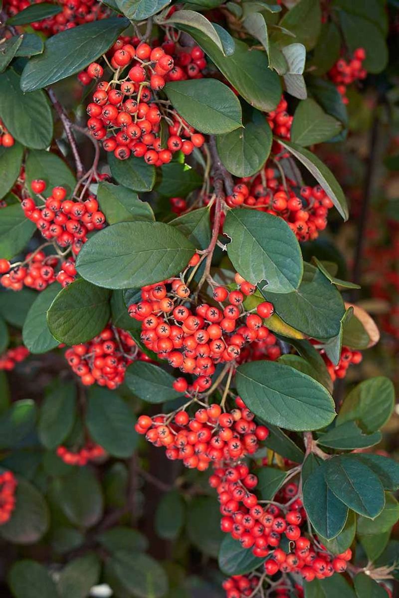 Cotoneaster