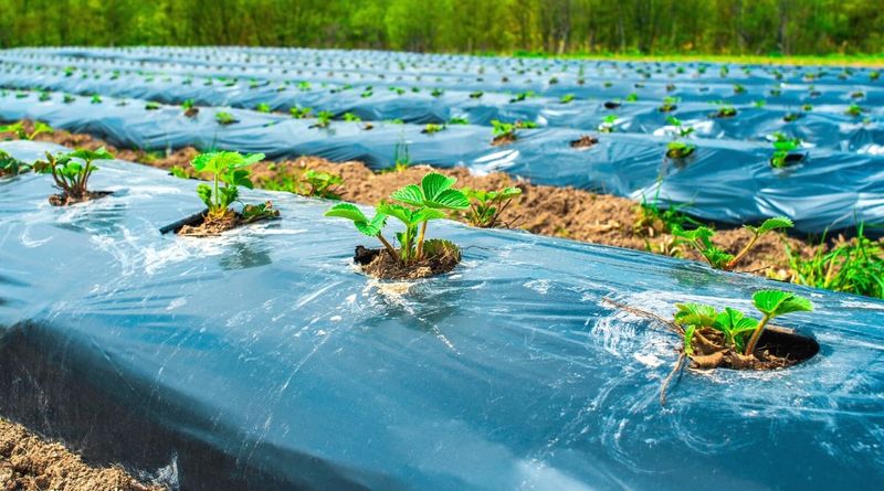 Cover Soil with Plastic