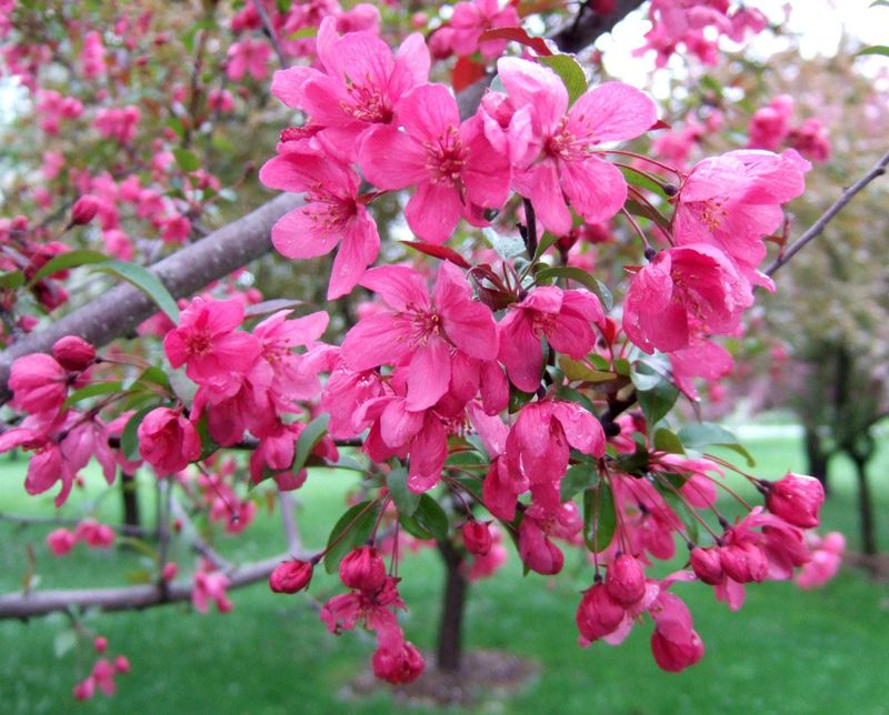 Crabapple Tree