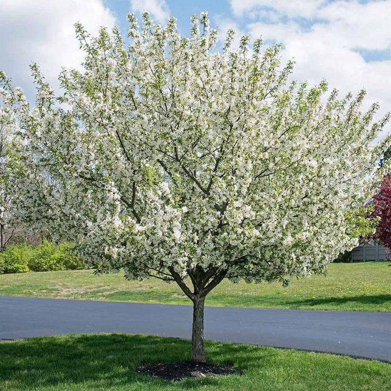 Crabapple