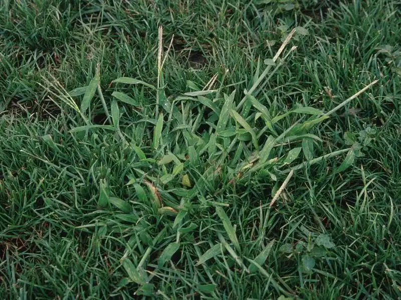 Crabgrass
