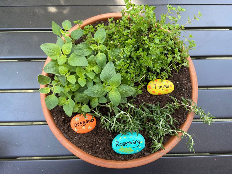 Create a Mini Herb Garden