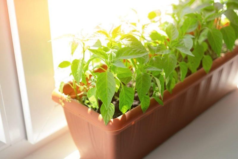 Create a Windowsill Garden