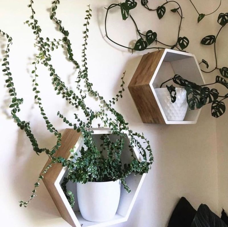 Creeping Fig