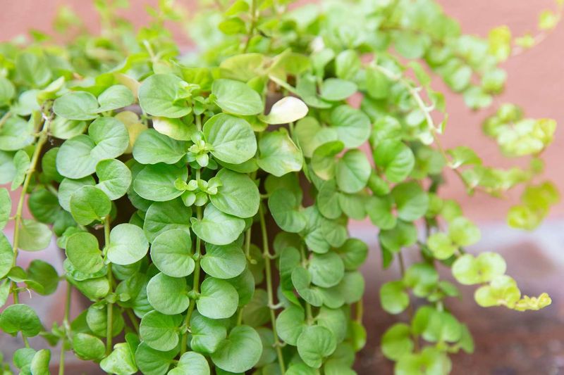 Creeping Jenny